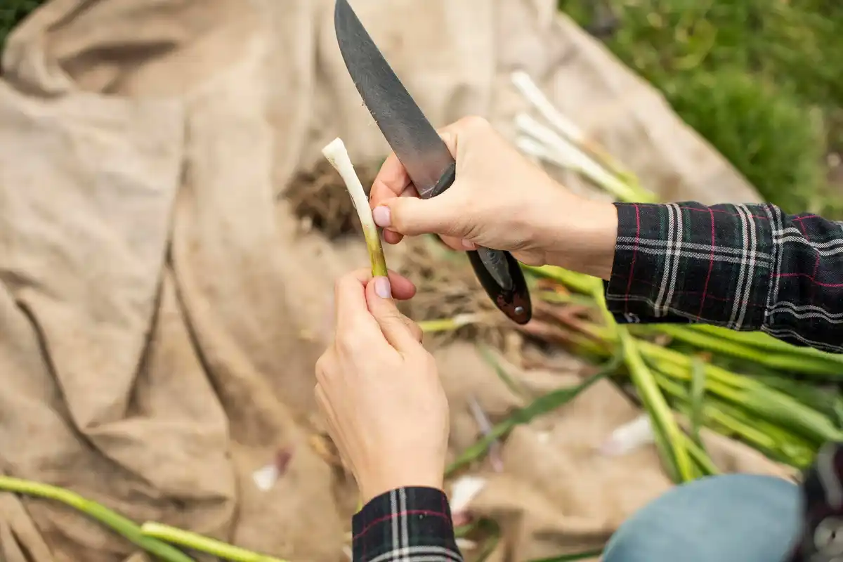 cleaning pruning shears garden hands closeup