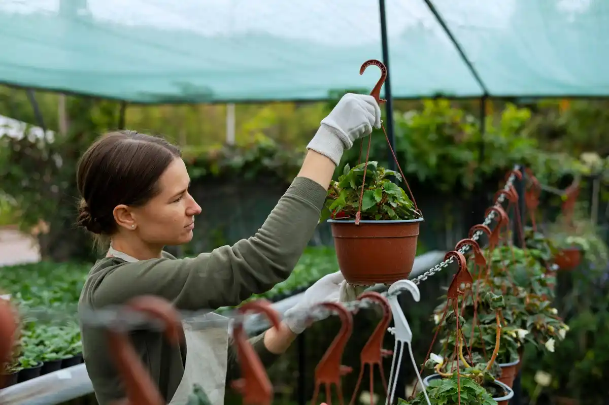 watering greenhouse plants holland