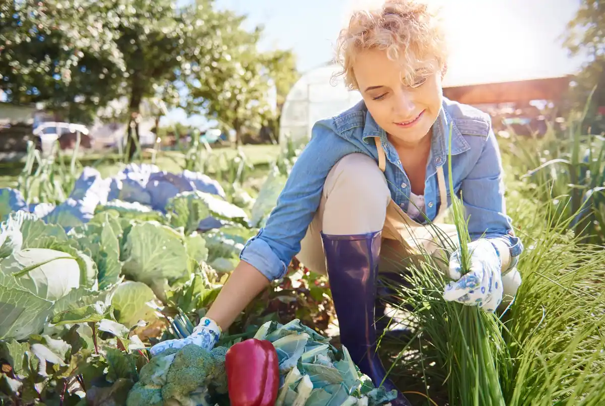 homemade natural garden remedies in Dutch vegetable backyard