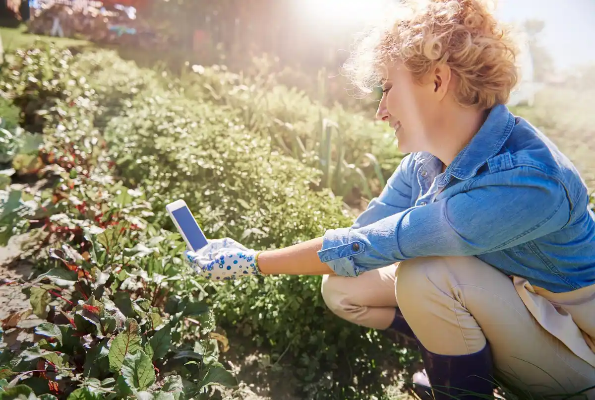 baking soda in garden combating plant diseases