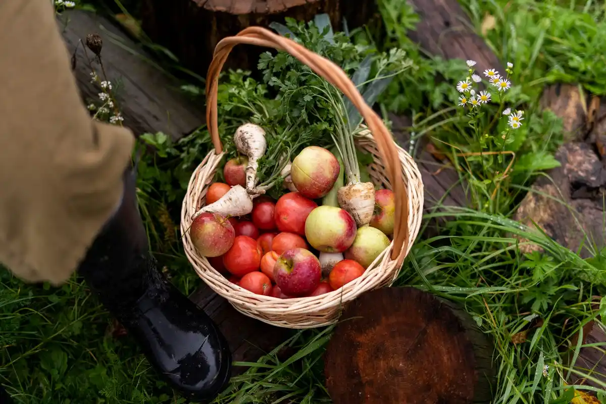 dutch vegetable garden handpicking slugs organic