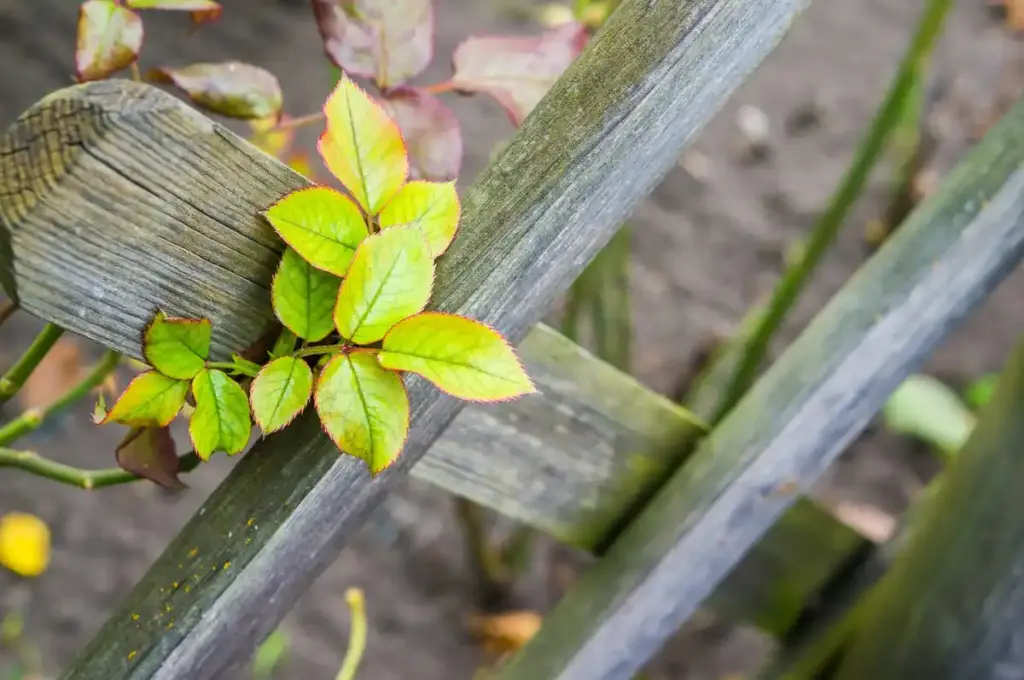 cardboard mulching urban garden
