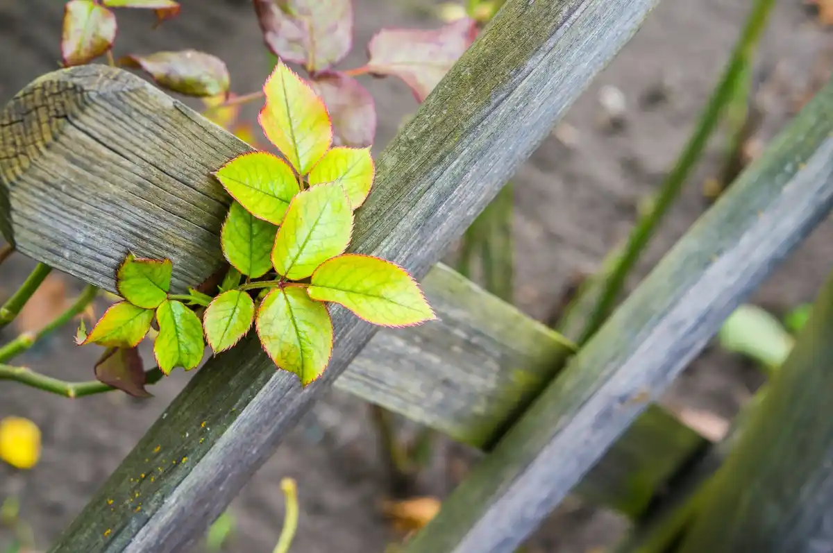 cardboard mulching urban garden