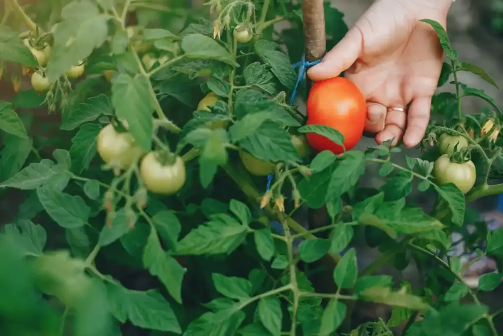 fresh tomato and basil plants together Dutch kitchen garden