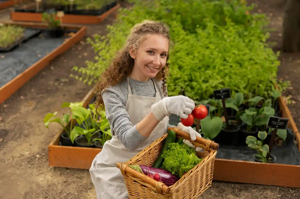 tomato basil companion planting Dutch garden