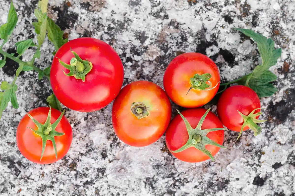 basilicum tomaat schimmel zomer Nederland