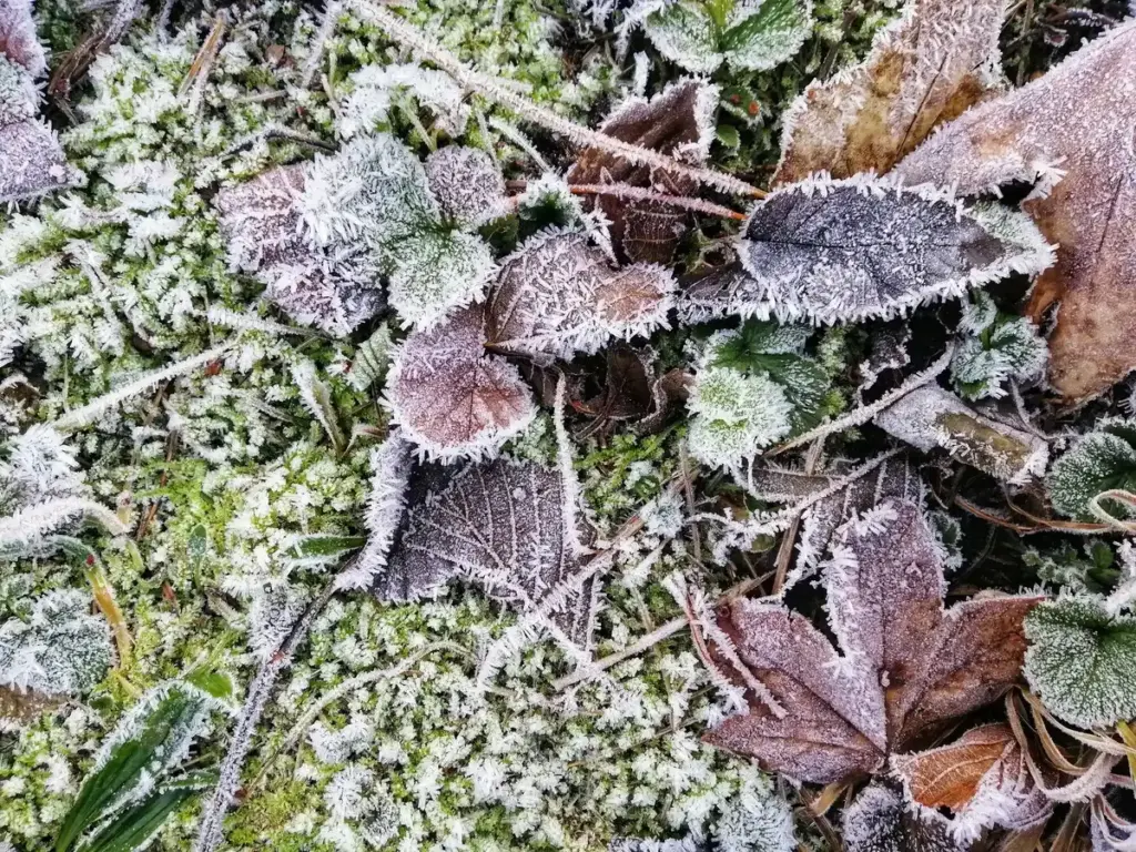 frost protection garden fleece Dutch winter plants