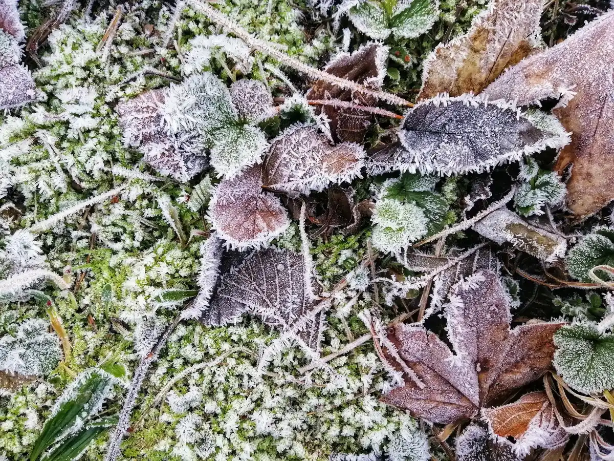 frost protection garden fleece Dutch winter plants