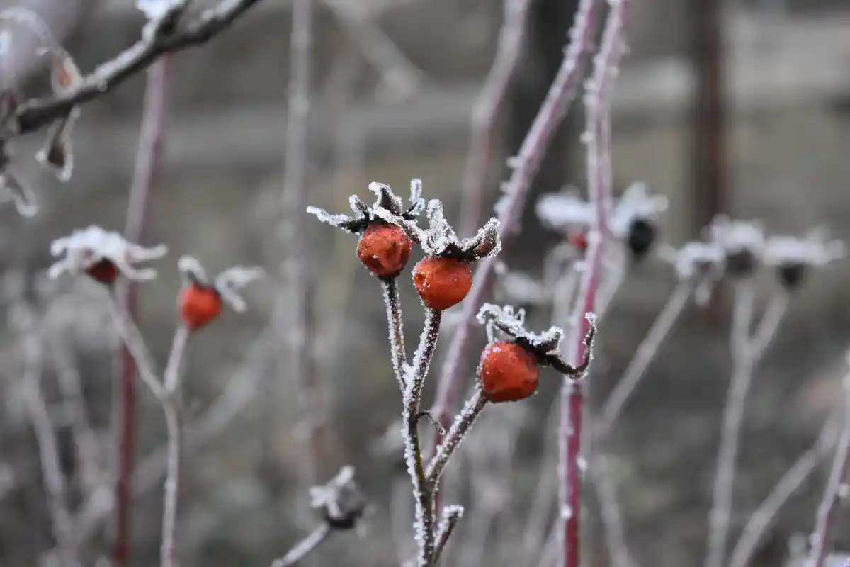 insulating garden plants against frost in the Netherlands