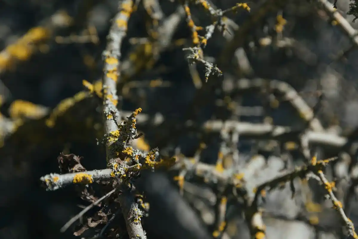 damaged garden plants after frost Netherlands close-up