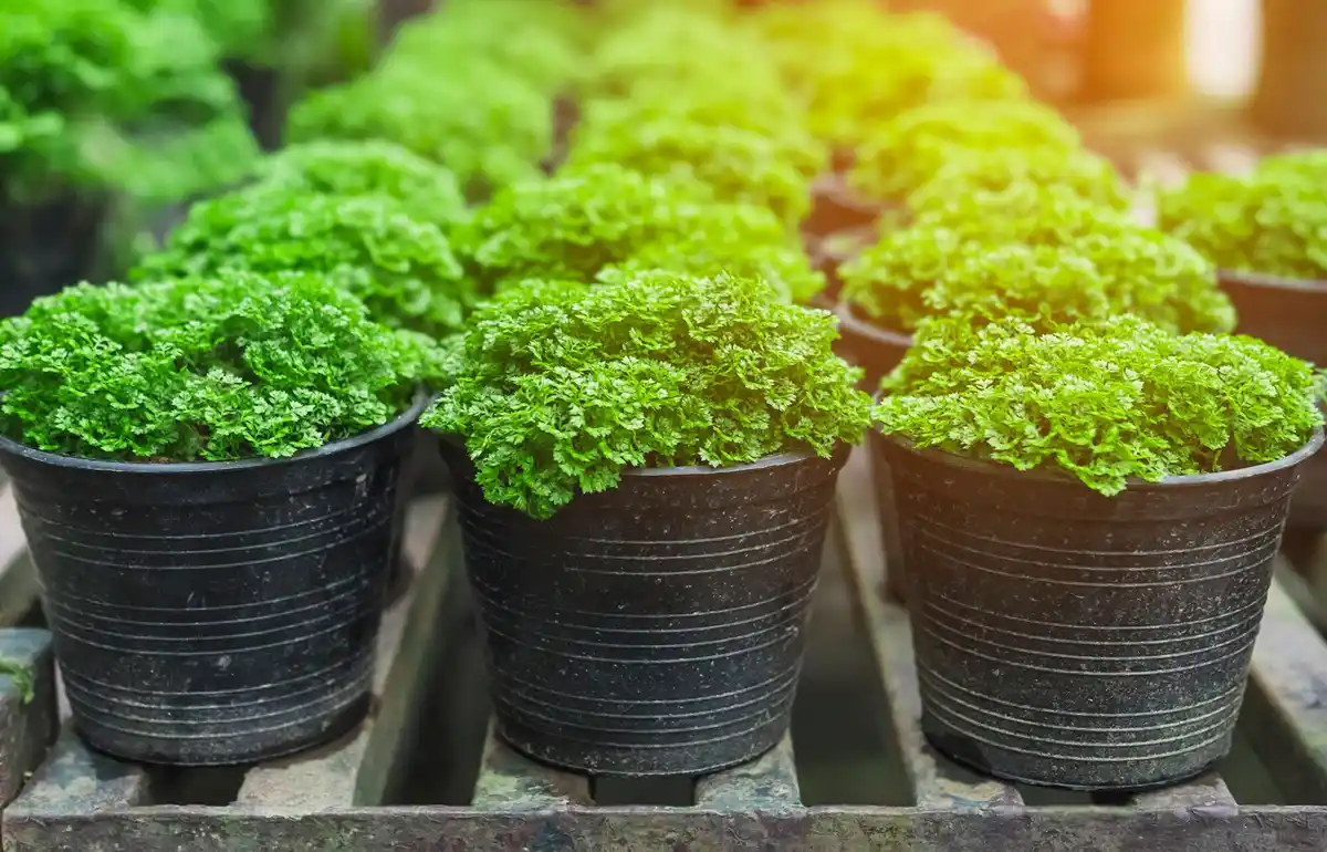 homegrown lettuce in Dutch balcony garden