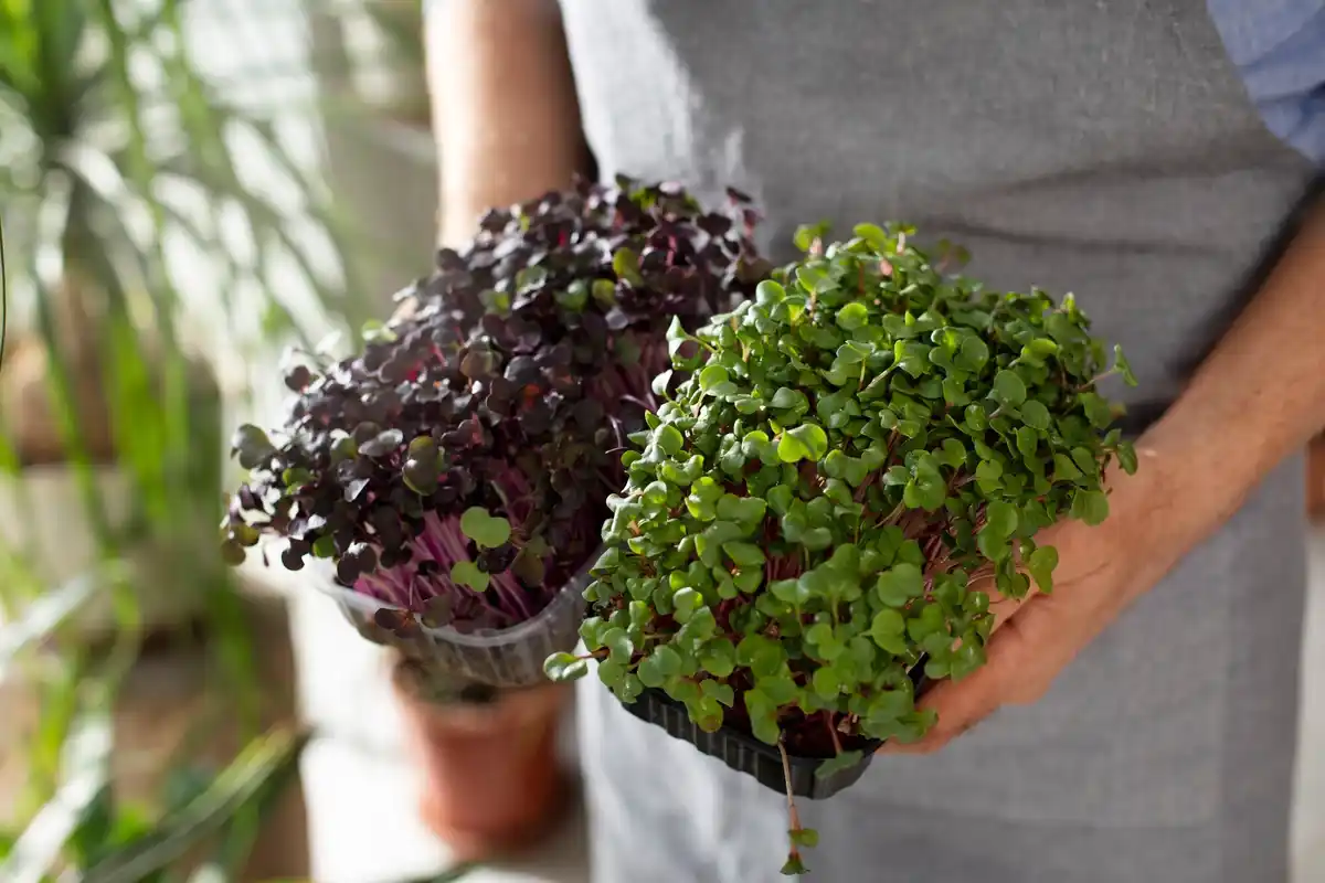 homegrown lettuce in a Dutch urban balcony garden