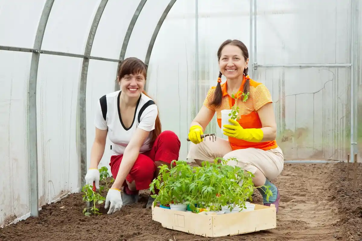 Dutch family harvesting lettuce on backyard terrace