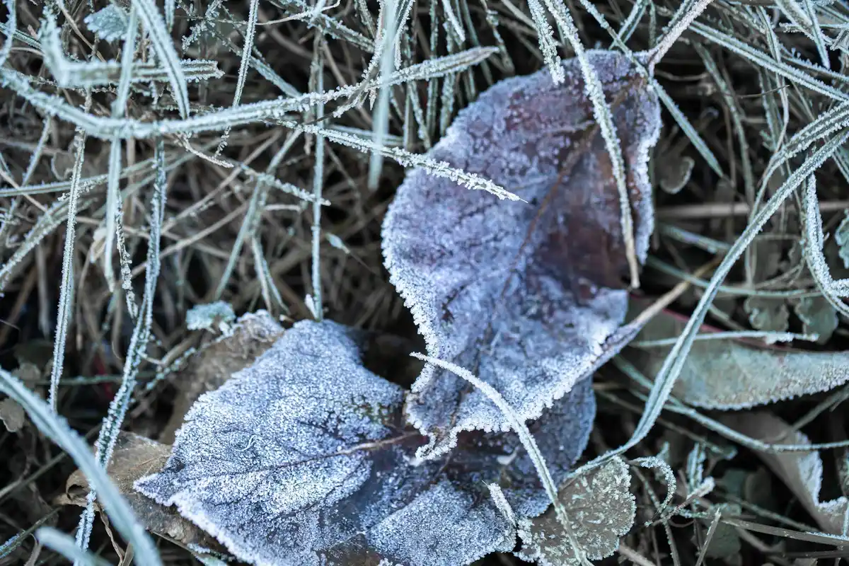 winter greenhouse condensation