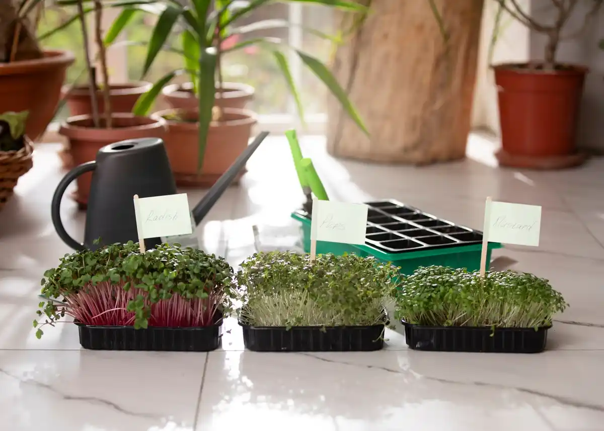hygrometer inside greenhouse winter plants