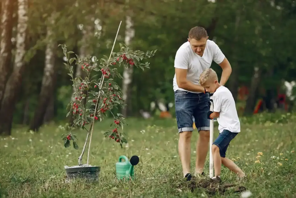 traditional apple tree open center pruning old man garden