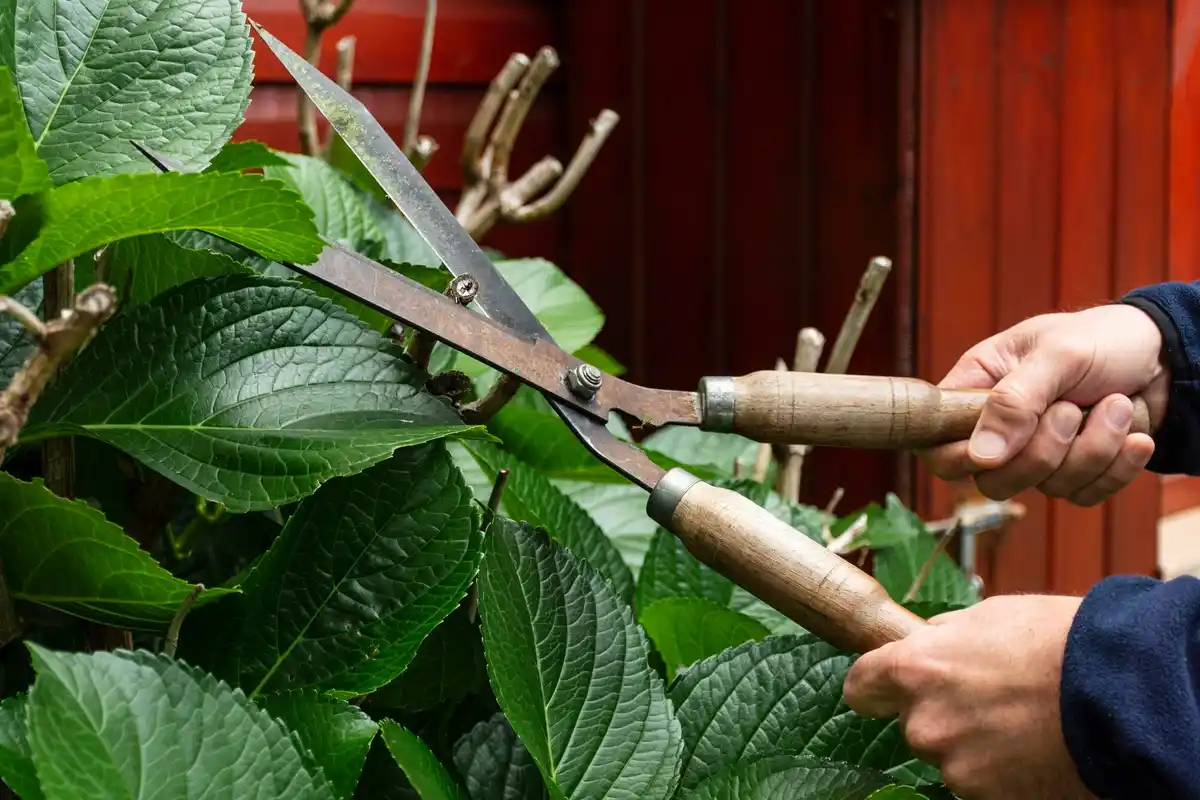 vintage apple tree pruning technique garden