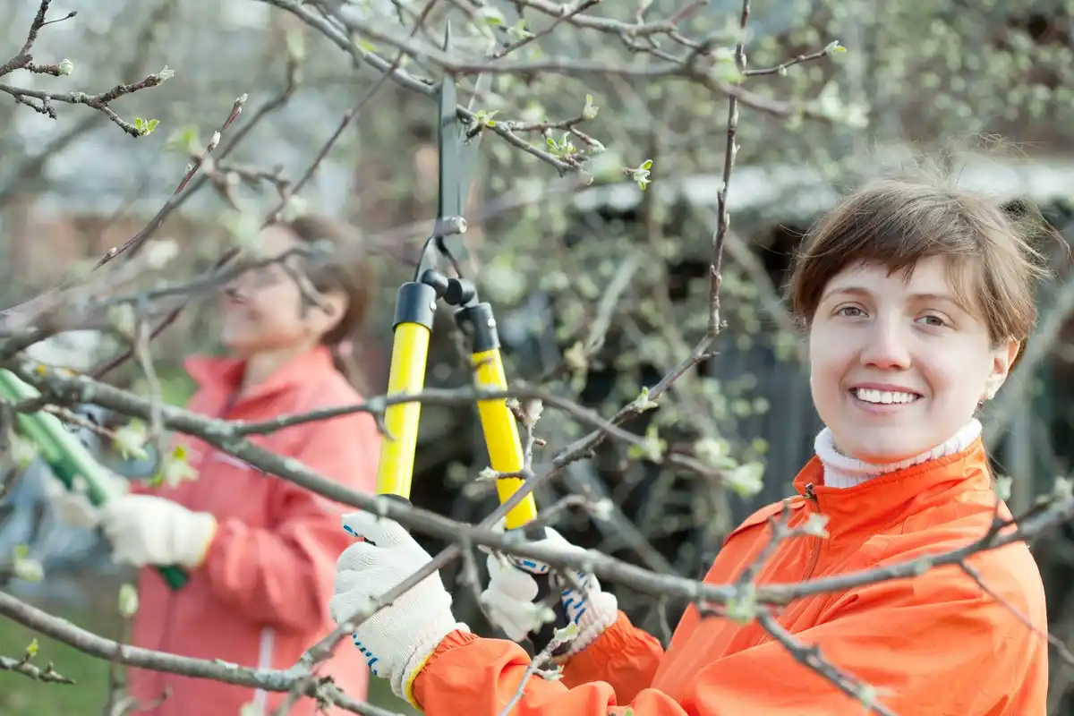 pruning apple tree creating open center method