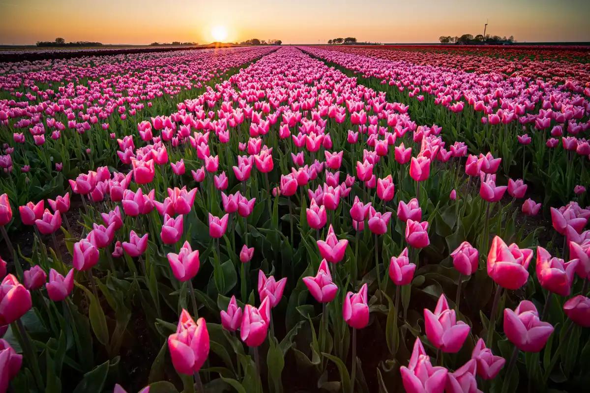full moon crop planting garden Netherlands
