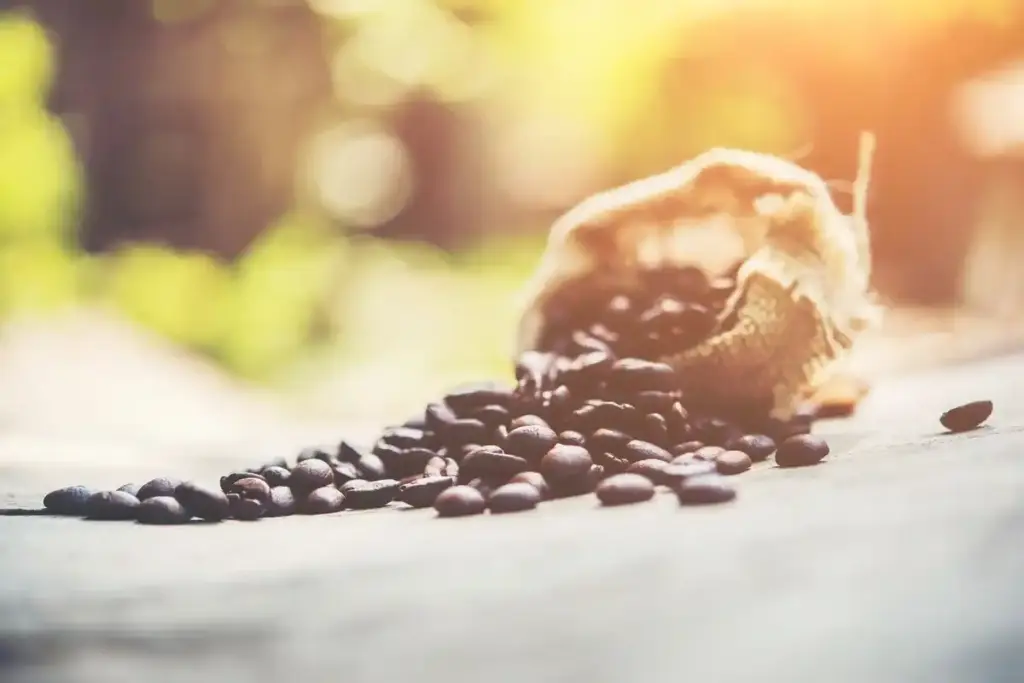 coffee grounds with sprouting seeds window light