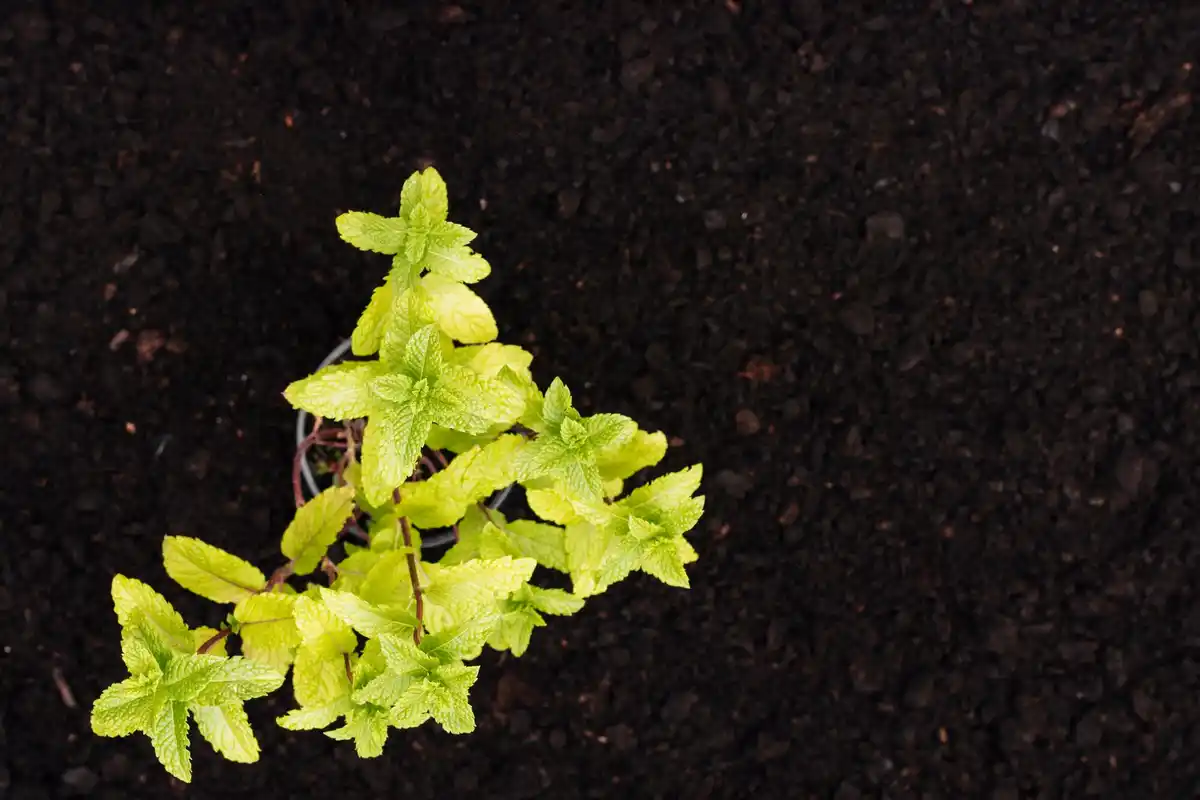 basil seedlings sprouting in coffee grounds