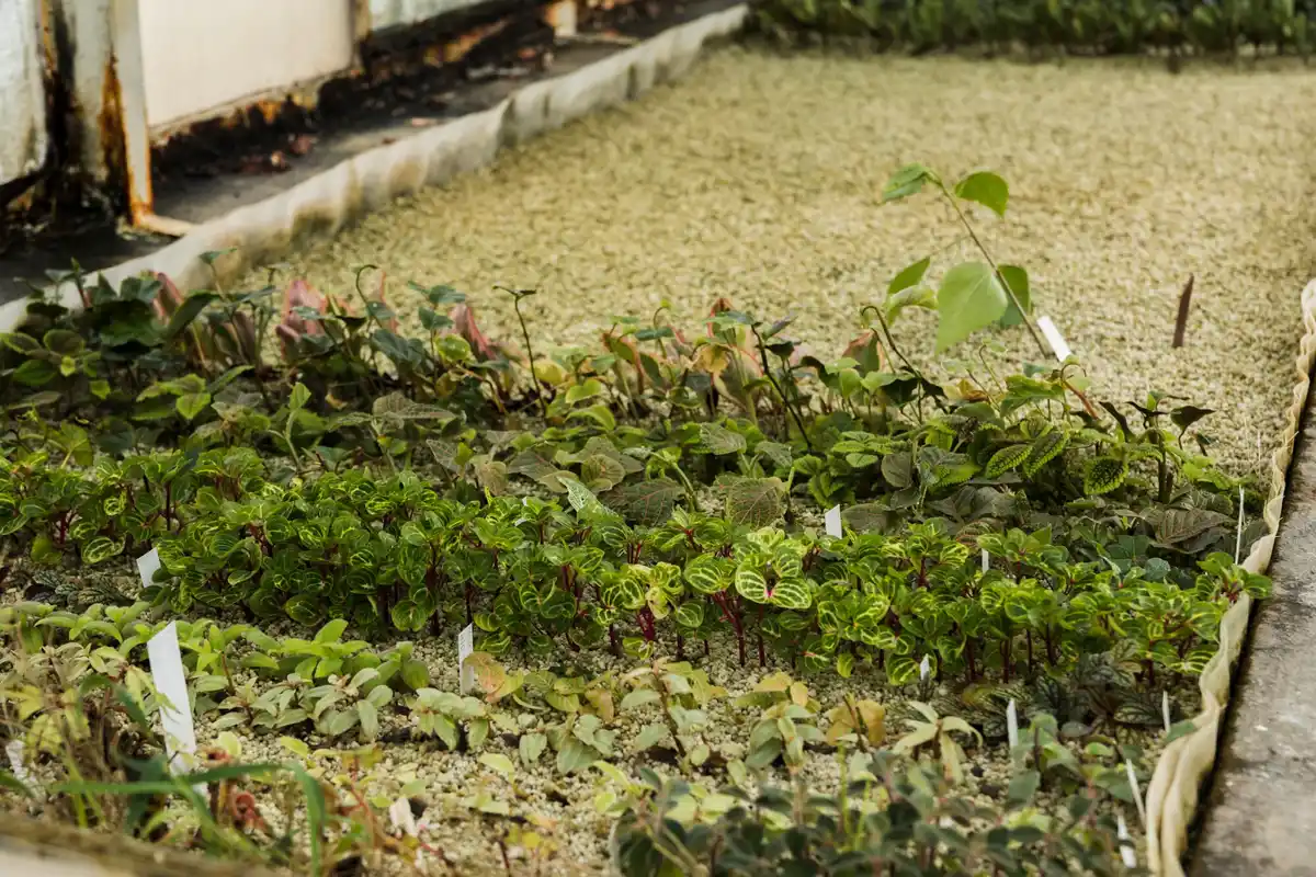 overfertilized vegetable garden damage