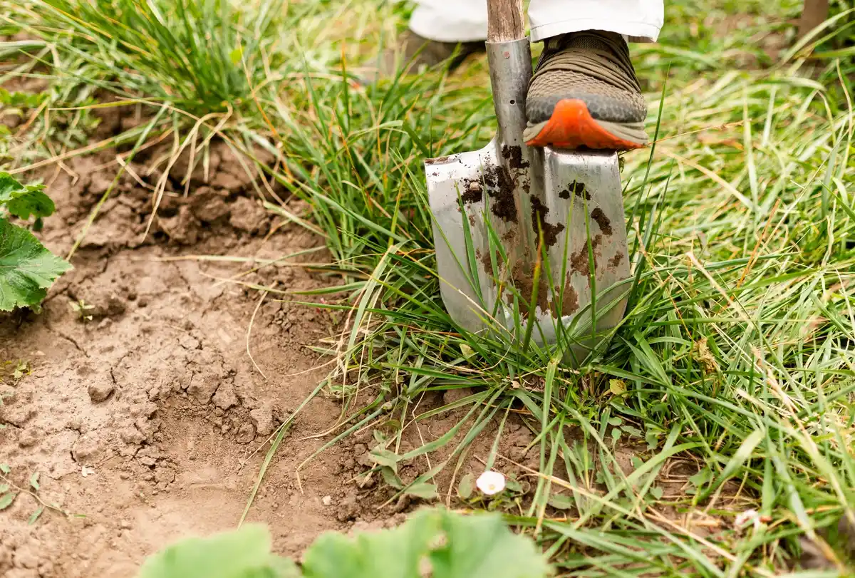 overfertilized vegetable garden damage
