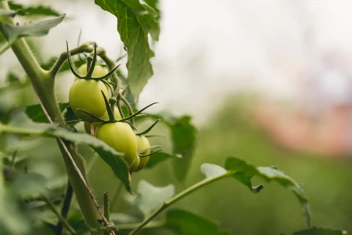 tomato plants growing with organic kitchen waste Netherlands