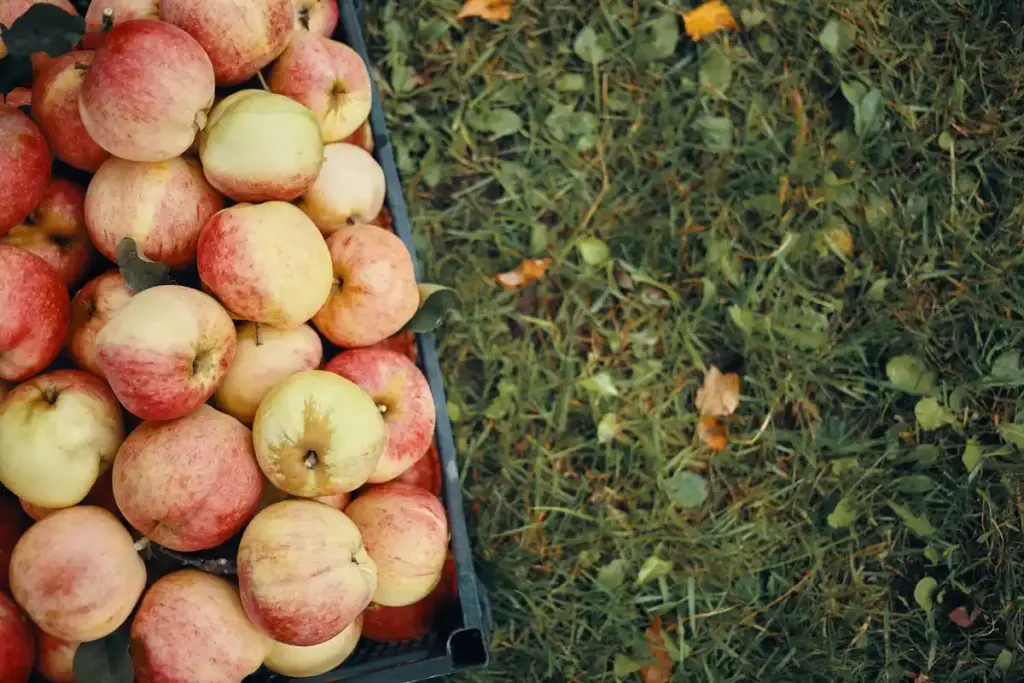 forgotten Dutch apple variety roadside orchard