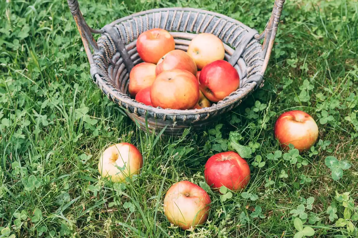 Traditional Dutch apples on old orchard autumn harvest