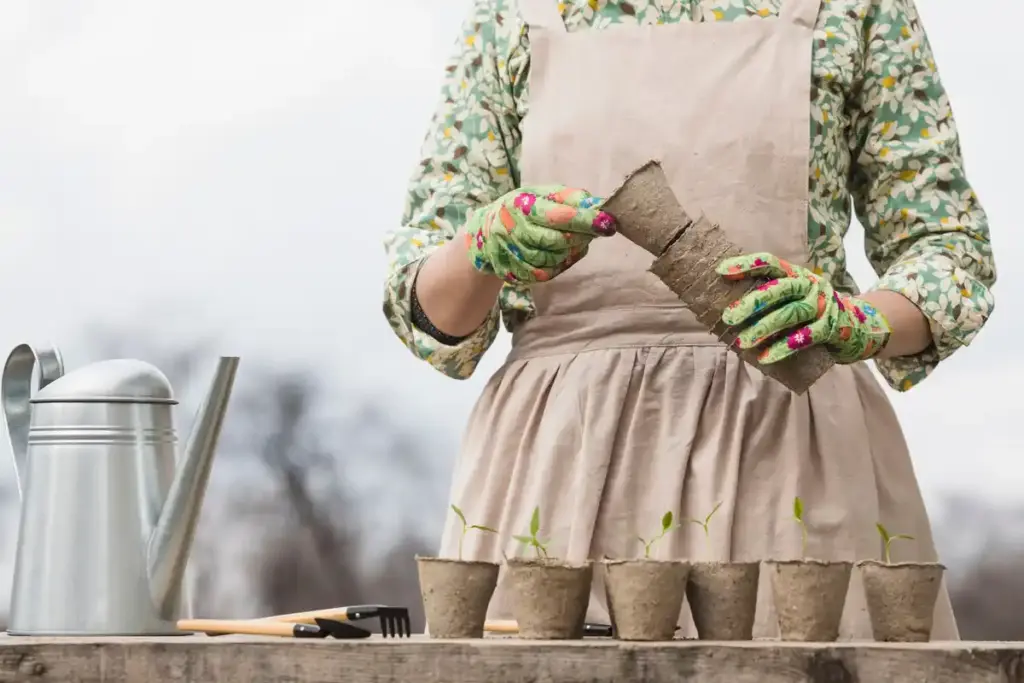 old Dutch cherry tree planting traditional method