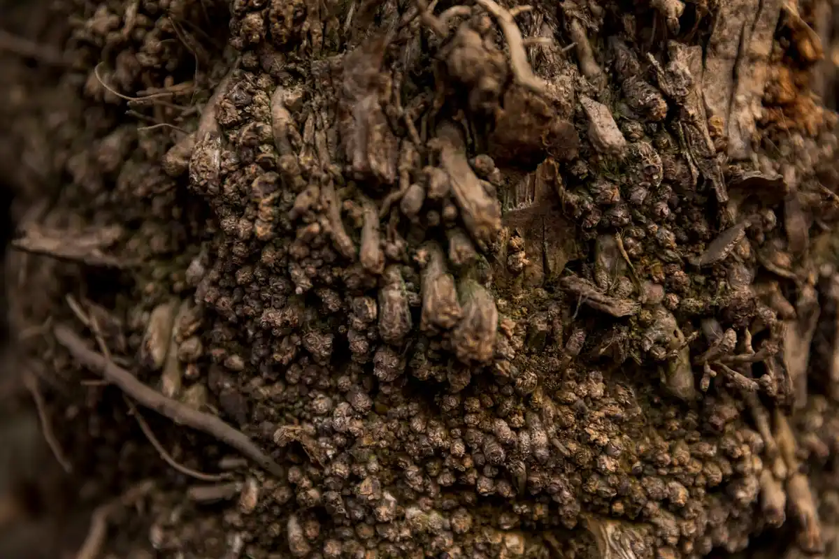 close up old cherry tree root dutch soil