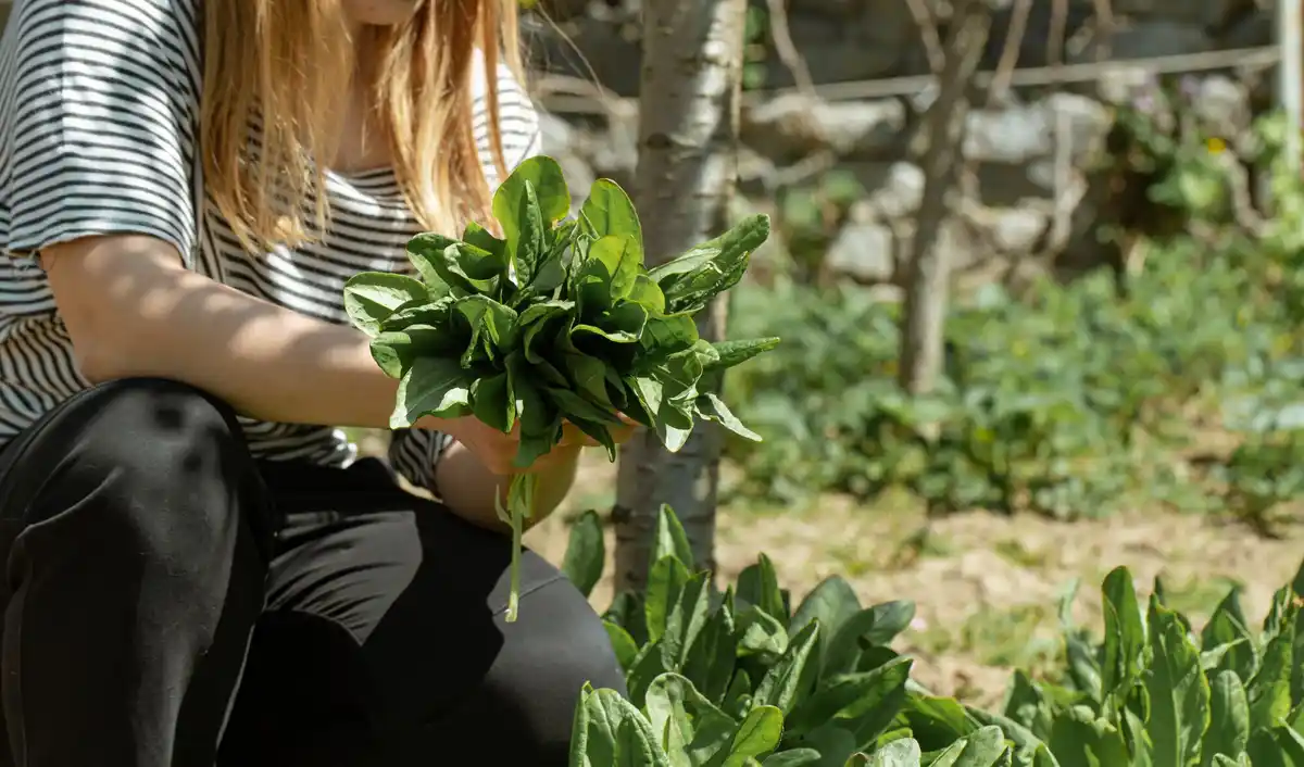 coffee grounds lettuce garden netherlands sunny allotment