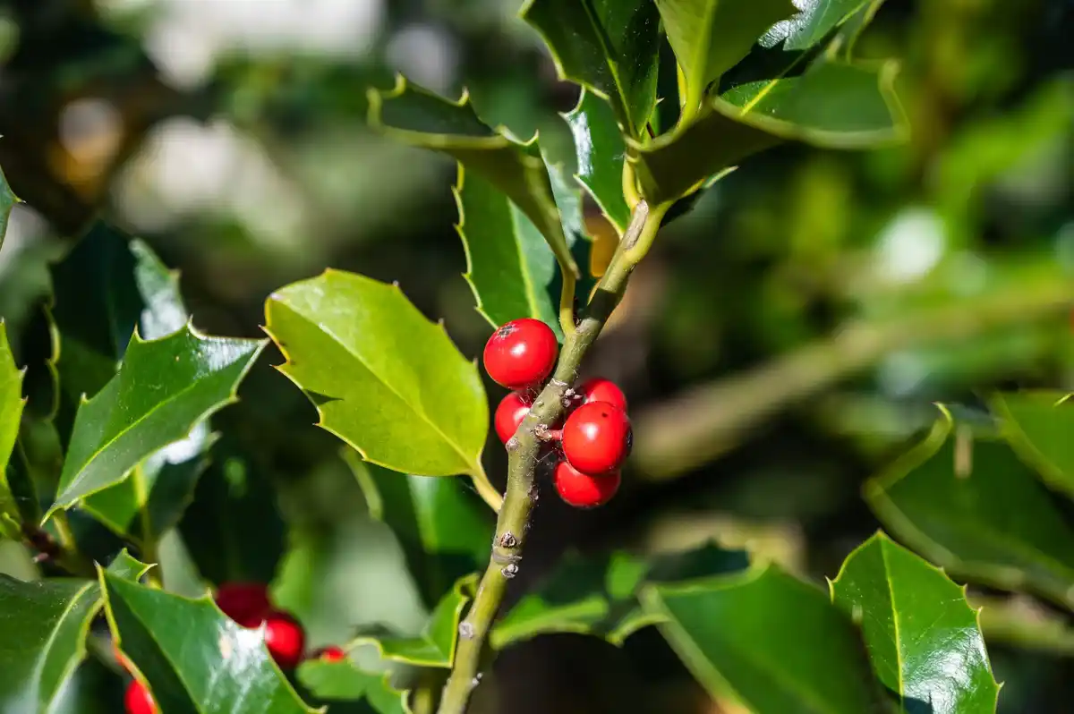 fresh coffee grounds in garden
