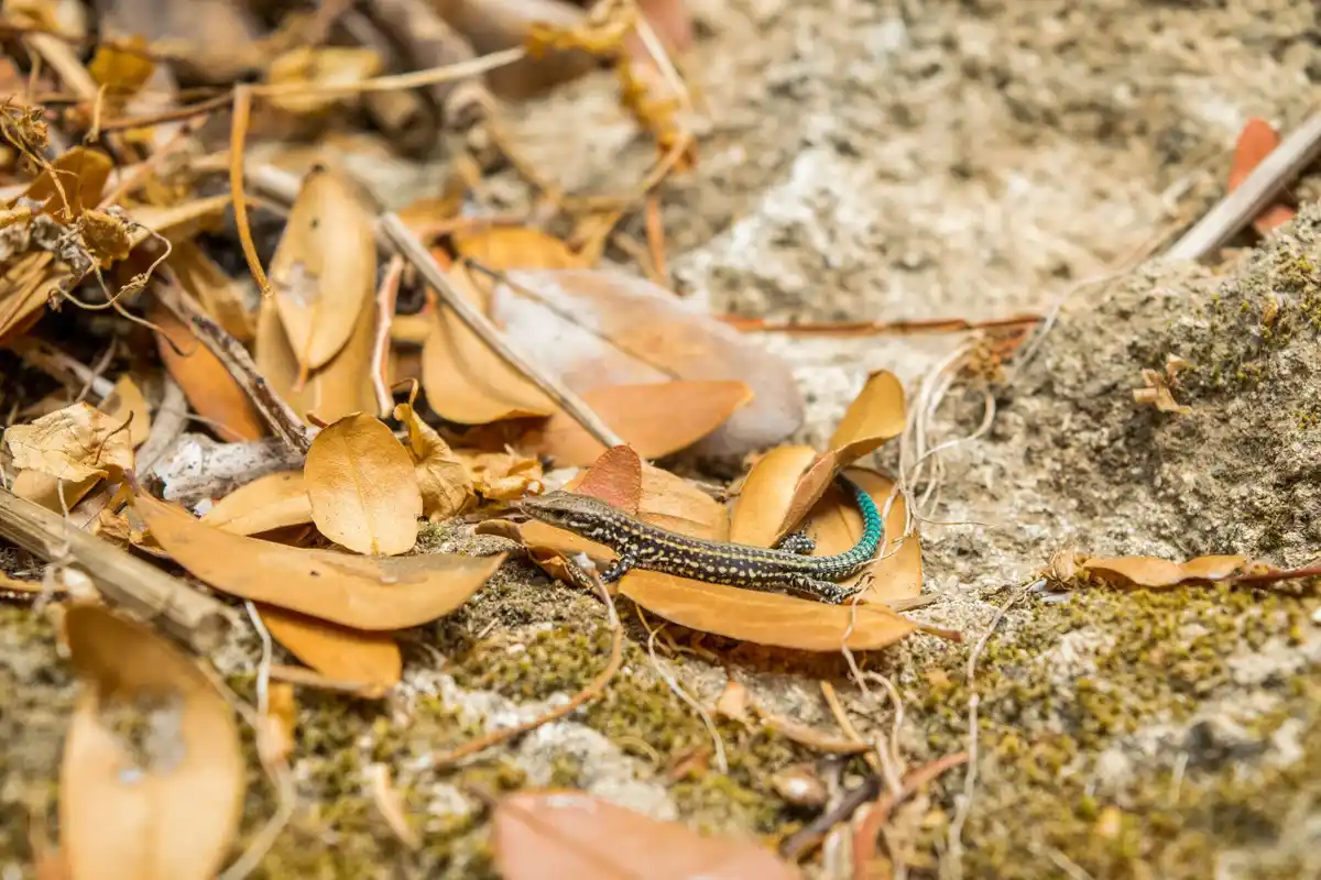 slugs avoided by coffee grounds in garden