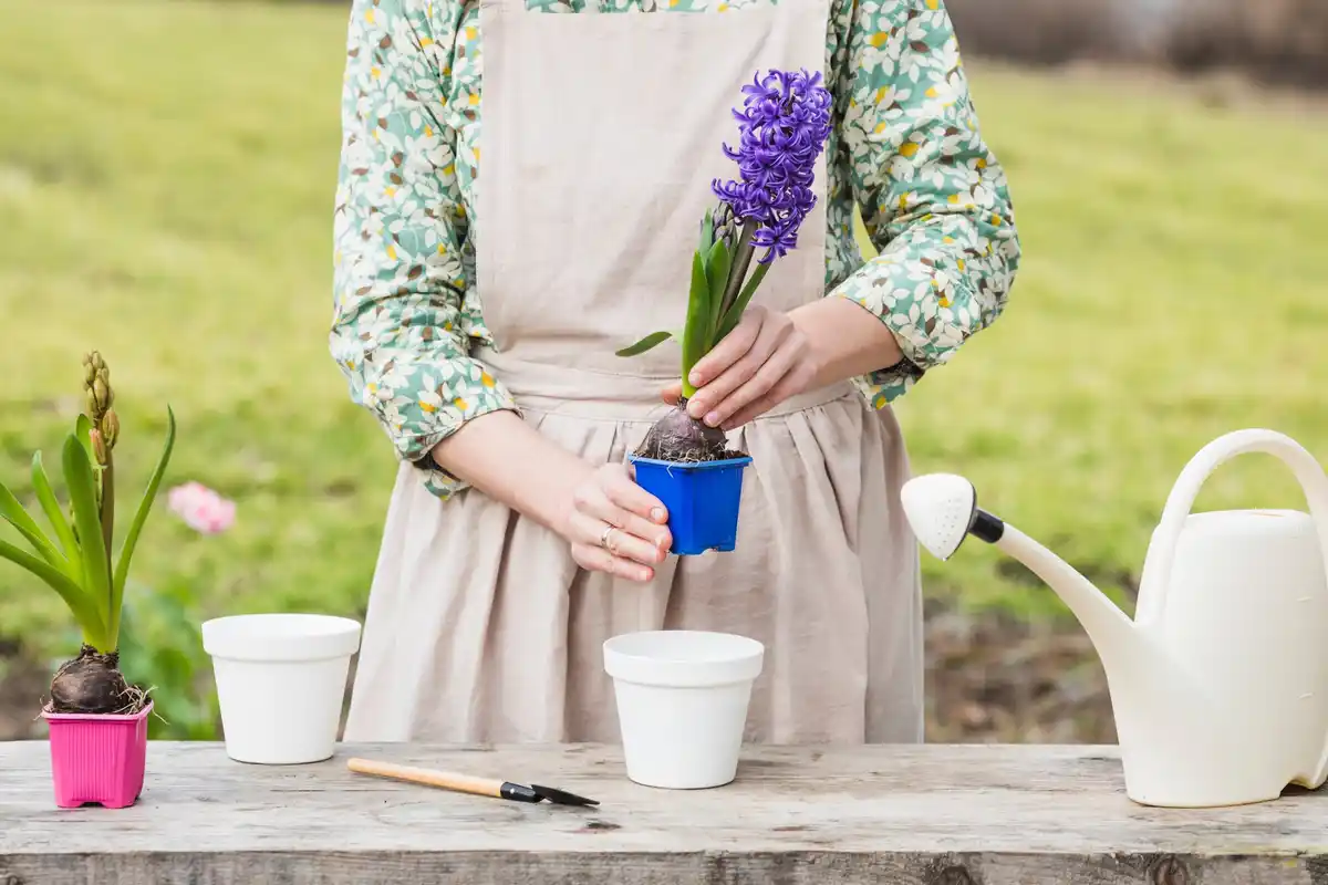 soaking seeds in milk at home dutch garden
