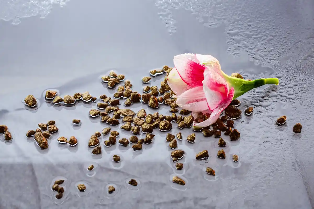 coffee soaked seeds macro flatlay