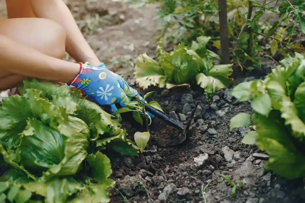 eco friendly slug control Dutch vegetable garden