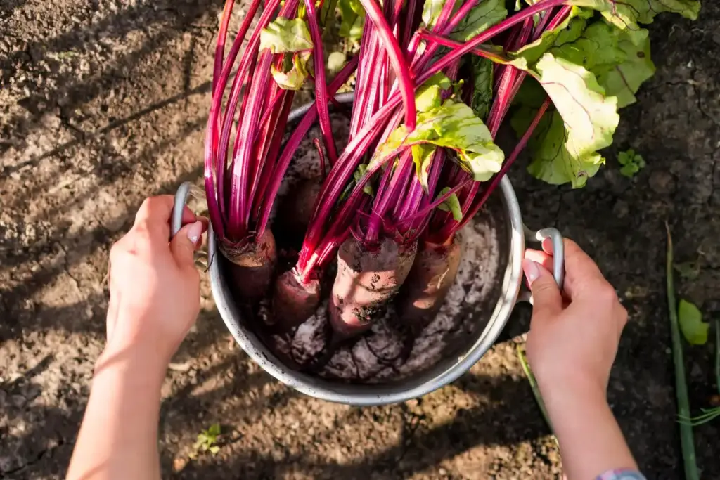 Dutch winter radish gardening