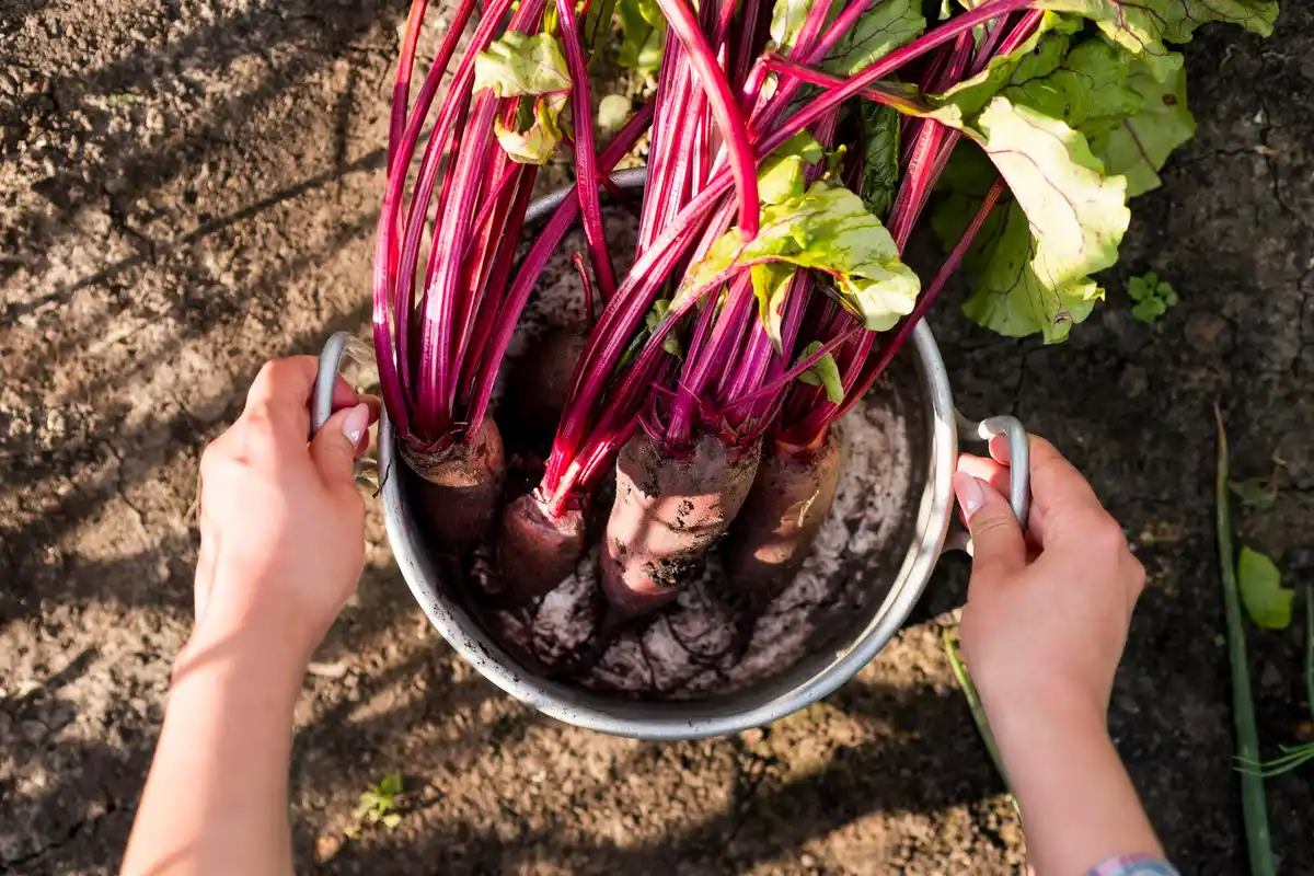 Dutch winter radish gardening
