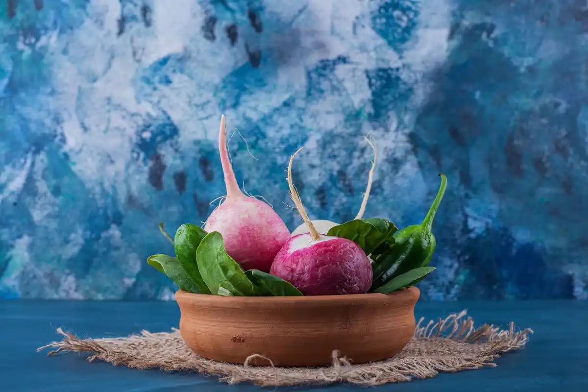 Dutch winter radish gardening