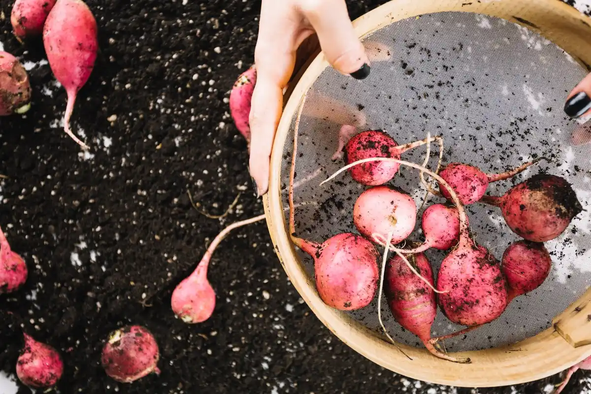 Dutch gardener sowing radishes in winter