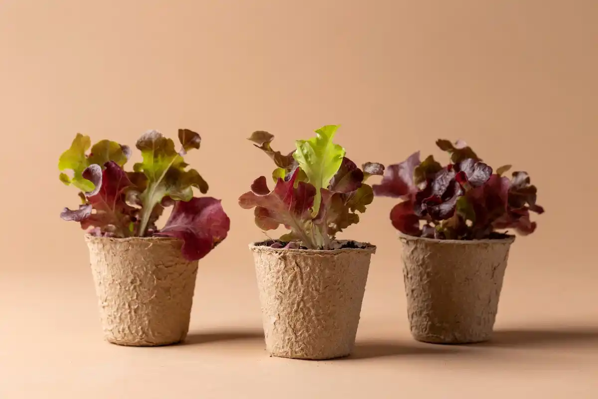 regrowing vegetables from kitchen scraps on windowsill dutch home