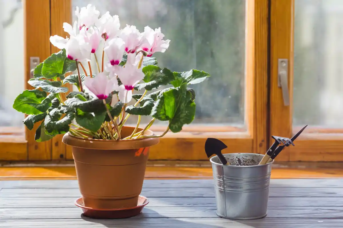 regrowing vegetables kitchen windowsill netherlands