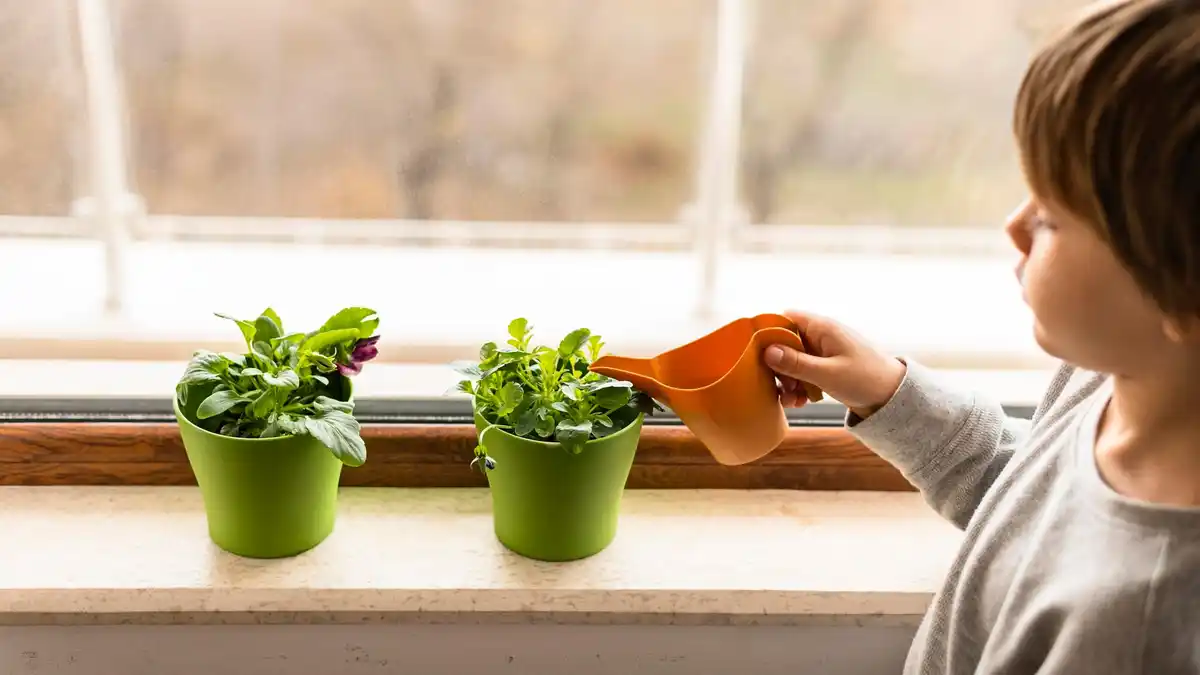 hands regrowing scallions windowsill kitchen netherlands