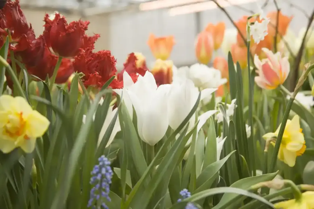 late planting tulip bulbs Netherlands garden spring