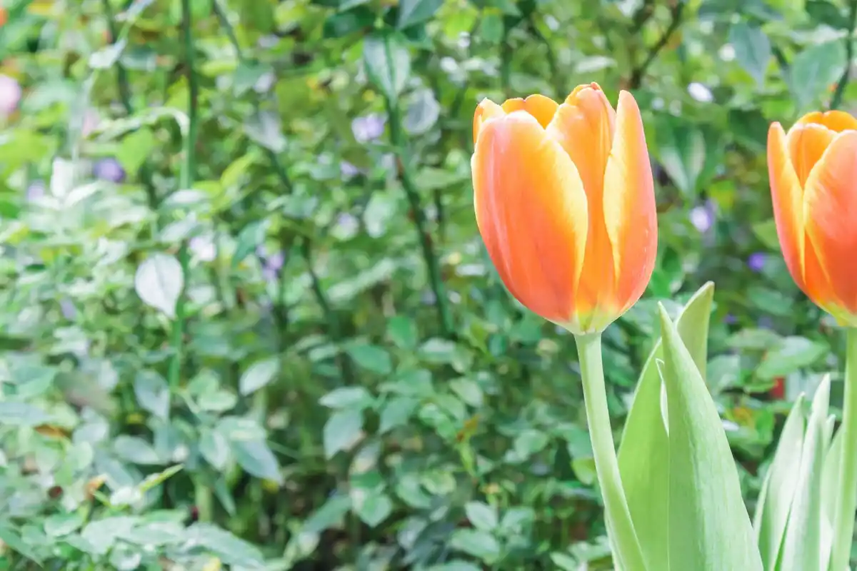 late tulip bulbs planting in Dutch garden