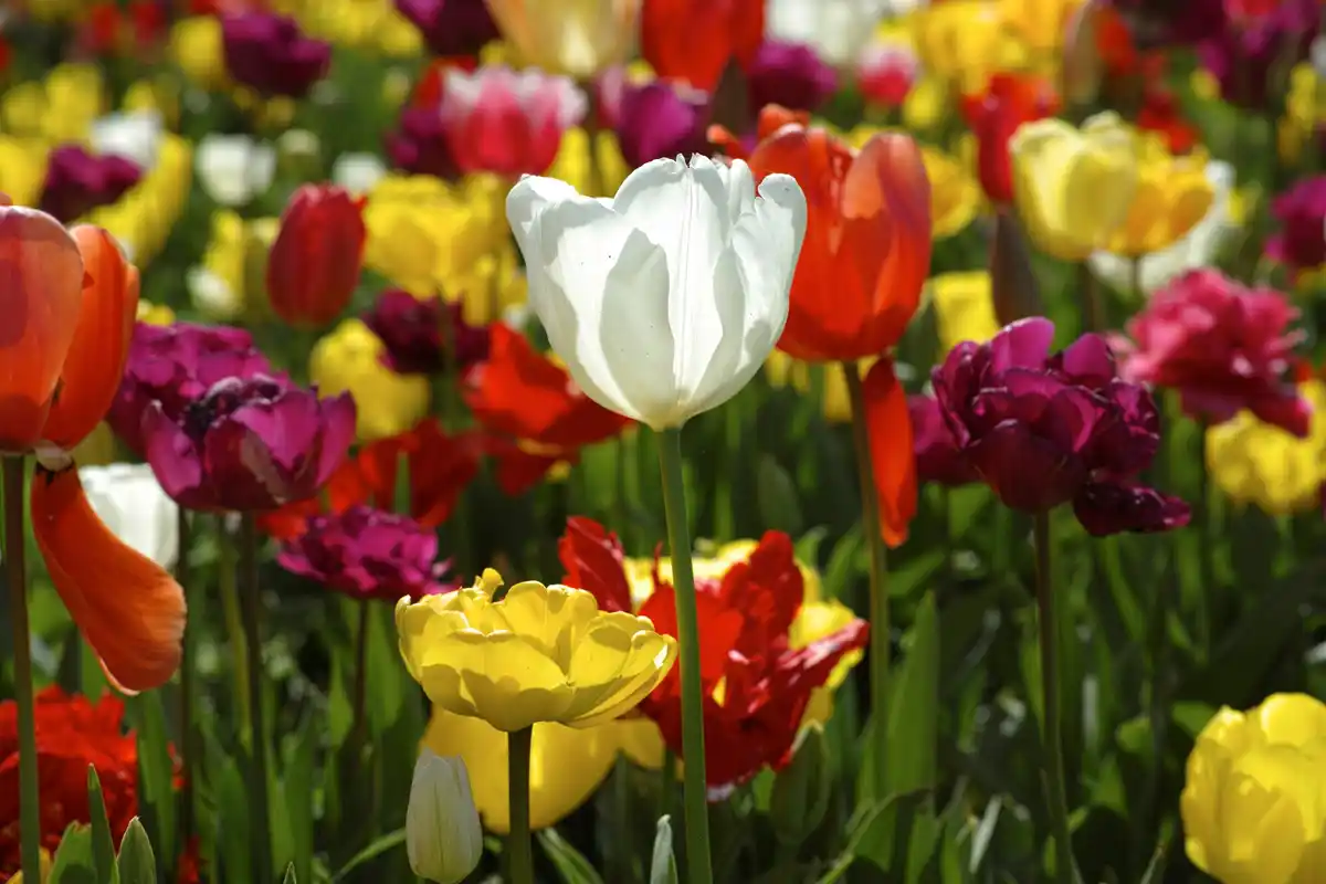Dutch garden in early spring tulip bulbs starting to grow
