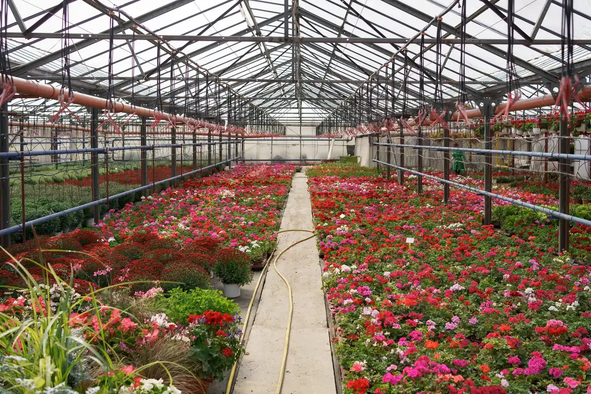 greenhouse placement sunlight orientation garden netherlands