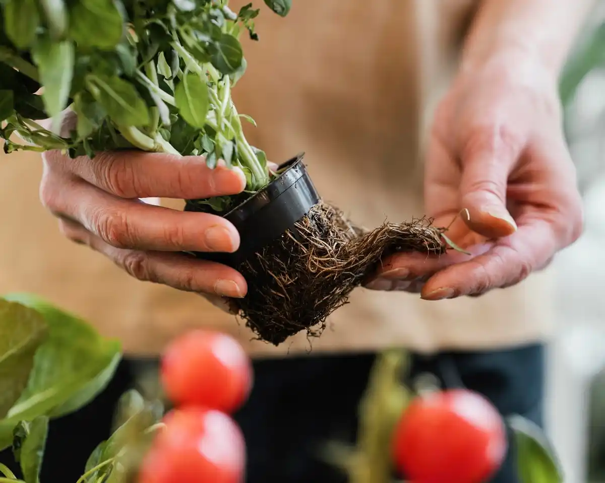 coffee grounds fertilizing tomatoes Dutch garden